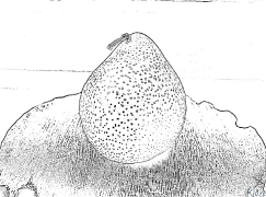 pear Coloring Pages To Print